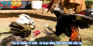 Đá Gà Thomo C1 VZ88 – Cá Cược Đẳng Cấp, Rinh Tiền Liền Tay