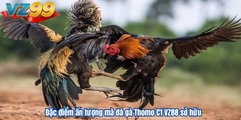 Đặc điểm ấn tượng mà đá gà Thomo C1 VZ88 sở hữu