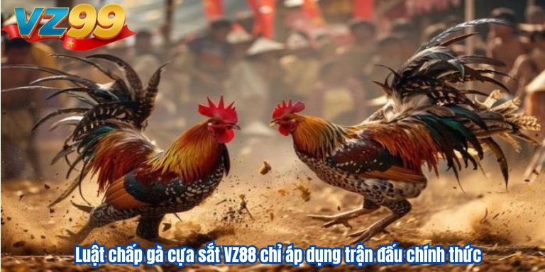Luật chấp gà cựa sắt VZ88 chỉ áp dụng trận đấu chính thức