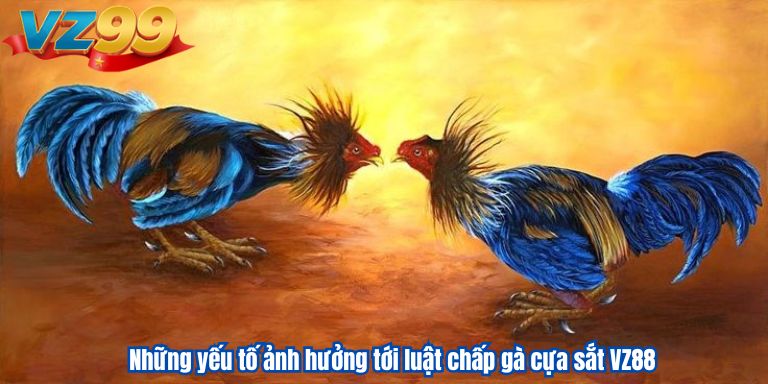 Những yếu tố ảnh hưởng tới luật chấp gà cựa sắt VZ88